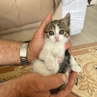 Sütlaç be..