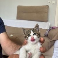 Sütlaç bebek yuva arıyor 🐤