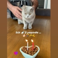 Süt ;  se..