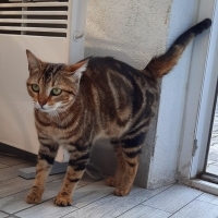 Bu bengal..