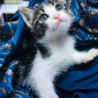 Çocukları..