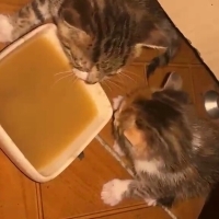 Çok acil..