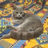 Mogli ail..