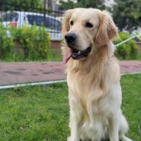 TUVALET EĞİTİMLİ GOLDEN RETRİEVER..!!