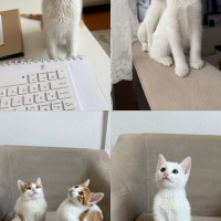 4 kardeşl..