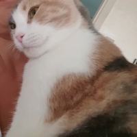 AŞILARI T..