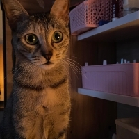 Kısırlaştırılmış Dişi Kedi