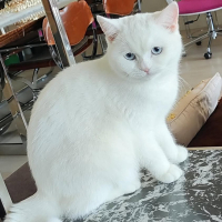 DİŞİ KISIR ÖMÜRLÜK YUVA ARIYORUZ