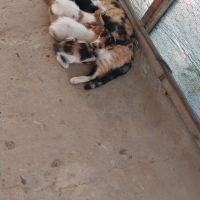 Bu minnoş..