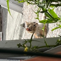Lokum kedi sahiplendirme