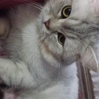 1 yaşlarında 2 kedi