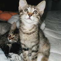 Minik sev..