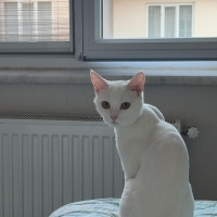 Pamuk gib..