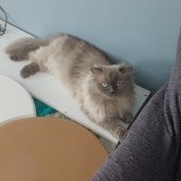 🐾 Çok Uy..