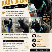 Şans kedi..