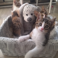 2 dişi 1..