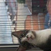 çok uysal..