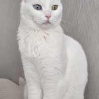 İNKA ve MAYA (ANNE KIZ) 2 ANKARA KEDİSİ İÇİN SAHİPLENDİRME