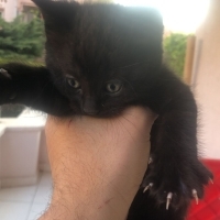 PARLAK Sİ..