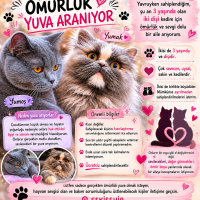 İki kedim..
