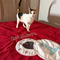 Calica ci..