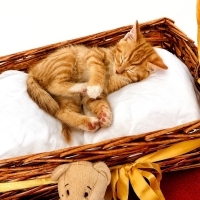 🐾Minik P..