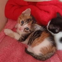 Tatlış bi..