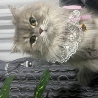 Pamuk kız..