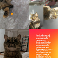 Ömürlük Y..