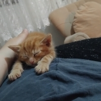 Oyuncu in..