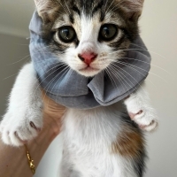 calico ya..