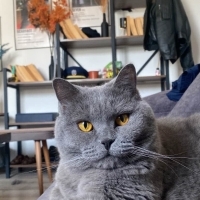 Yuva arıyoruz uysal ve oyuncu british shorthair