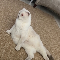 Mecburiye..
