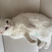 Pamuğumuz..