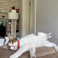 PAMUK ŞEK..