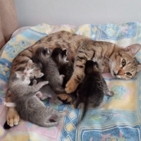 Anne ve 6..