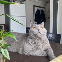 Kısır diş..