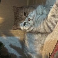 badem’e Ç..