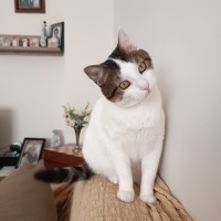 Çok Samim..