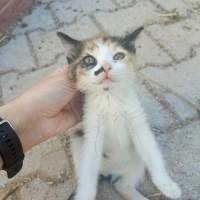 Oyuncu gü..