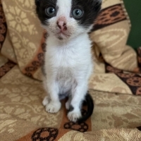 Fiko bebe..