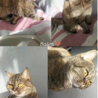 Balım yuv..