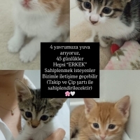 MİNİ MİNİ..