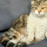 Miel kedi..