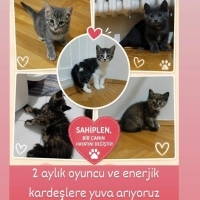 2 AYLIK Y..