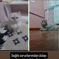 Ucretsız..