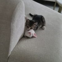 İki karde..