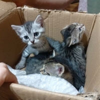 Minik Dos..