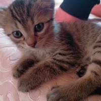Minik Dos..