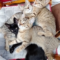 kömür yuv..